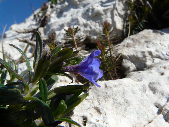 Lithodora rosmarinifolia / Erba-perla mediterranea